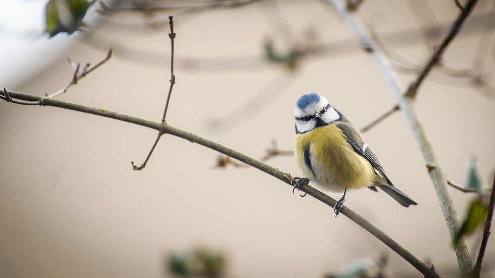 yellow, black, and blue bird perching on branch during daytime