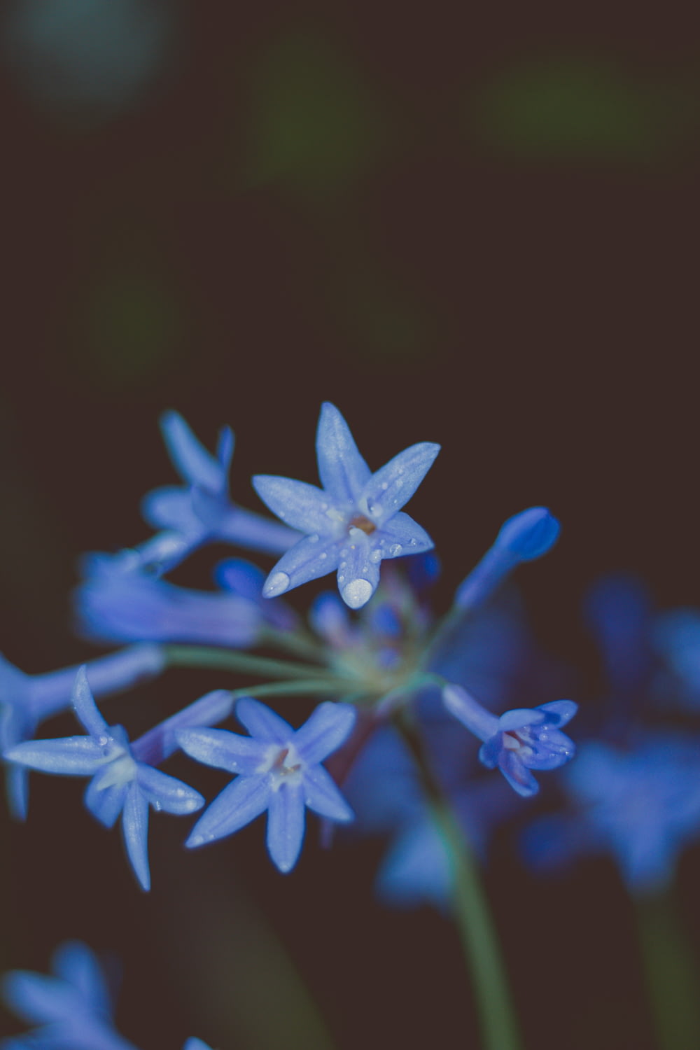 피는 푸른 꽃
