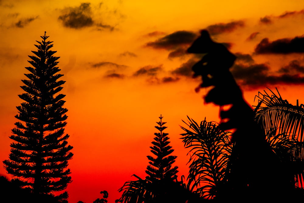 foto di silhouette di alberi durante l'ora d'oro