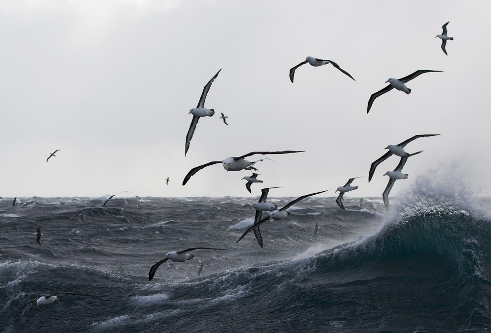 pájaros volando sobre el mar