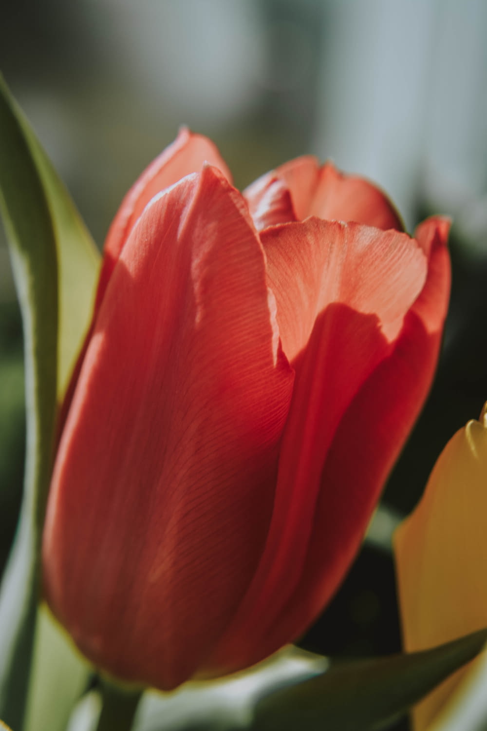 close-up photography of red tulip flower in bloom