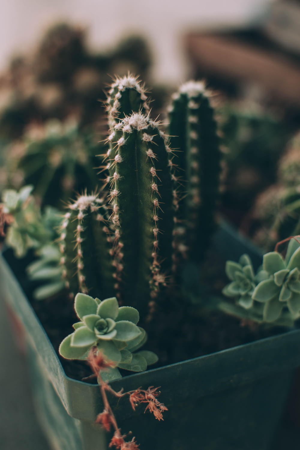 selective focus photography of cactus plant in pot