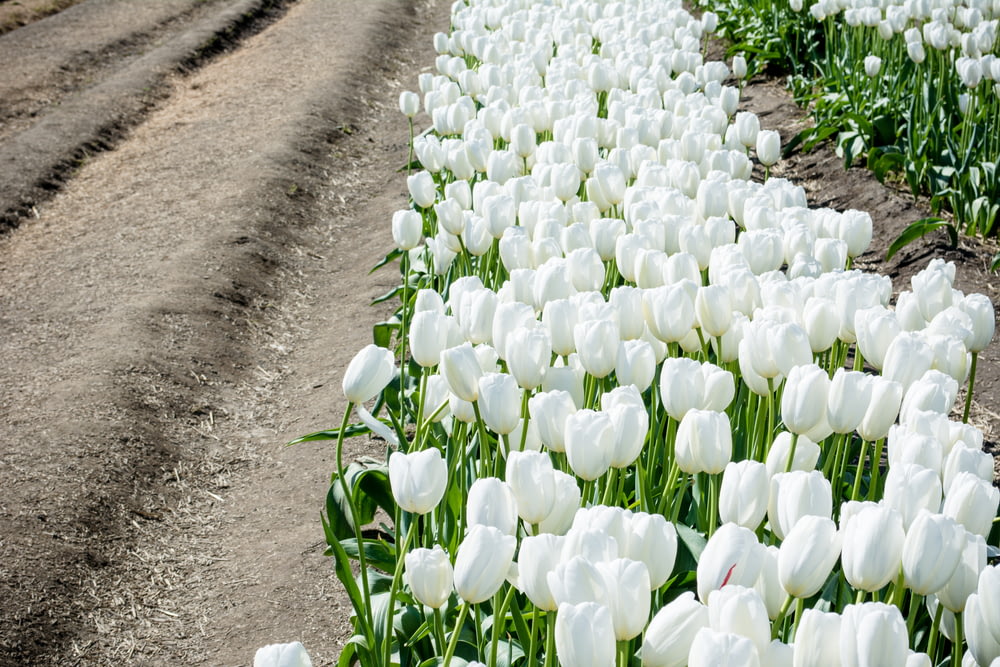 Fotografia a fuoco selettiva del campo di tulipani bianchi durante il giorno