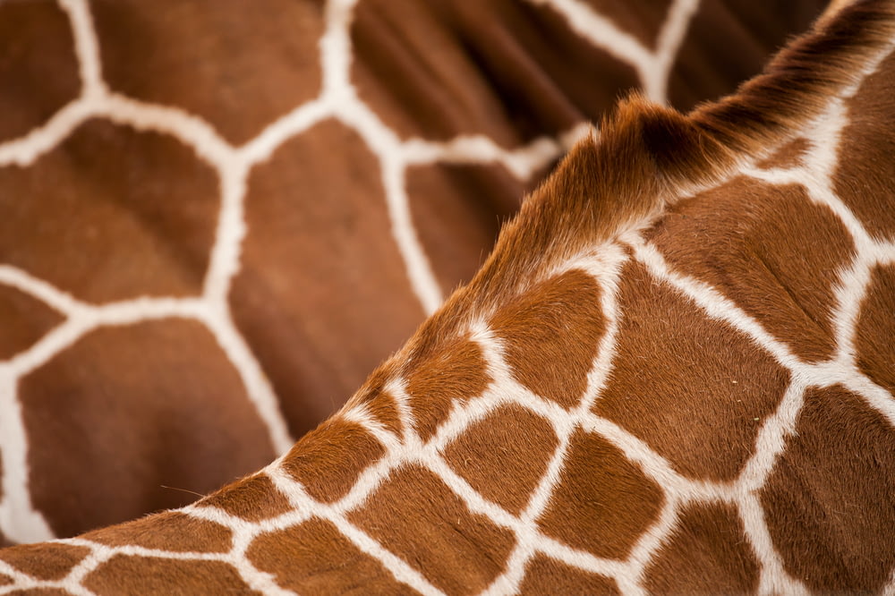 giraffe animal skin