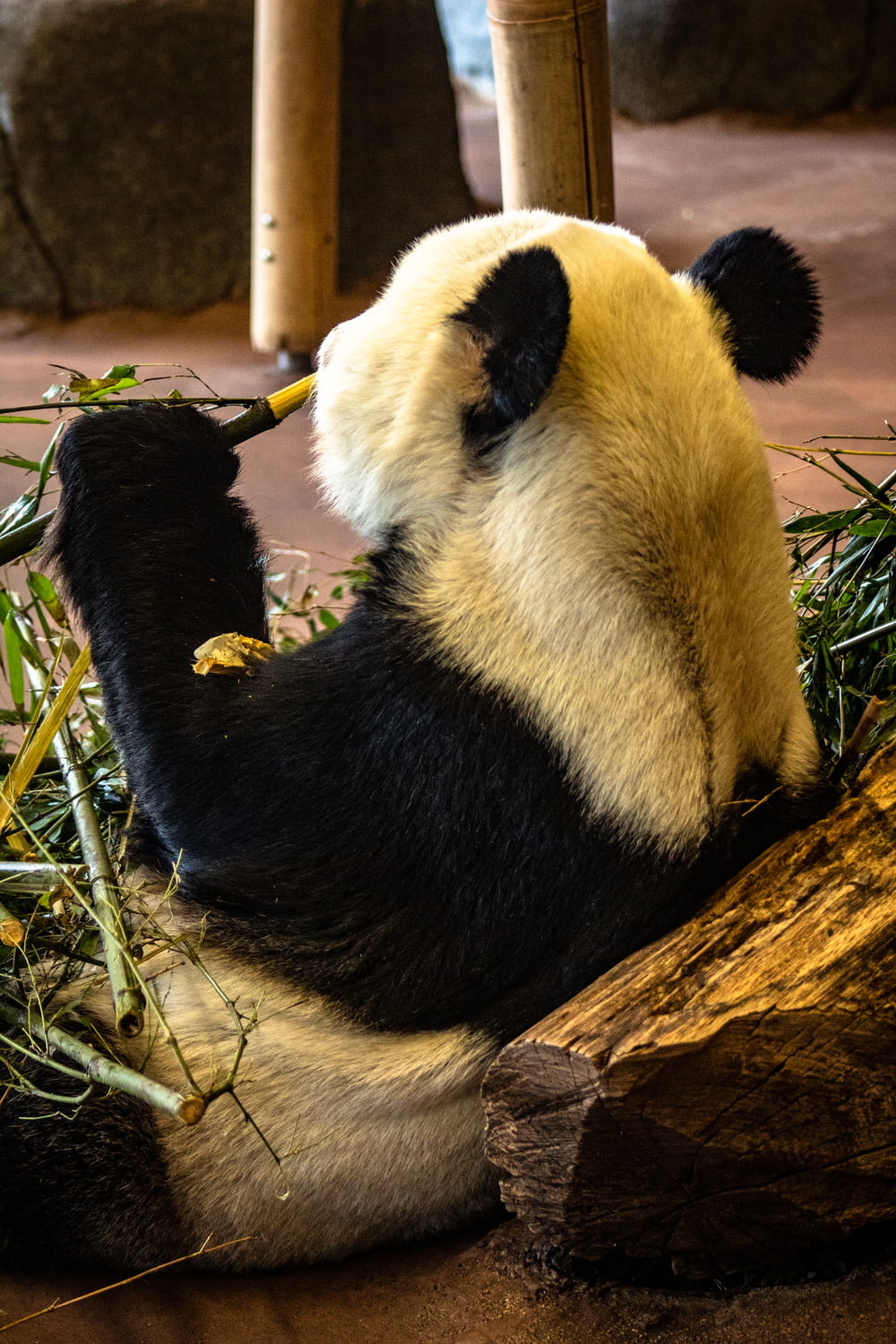 白と黒のパンダが竹を食べる