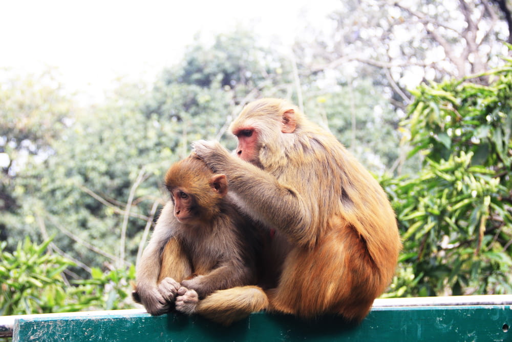 two monkeys on hand rail
