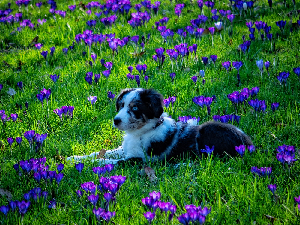 short-coated white and black puppy lying on green and purple flower field
