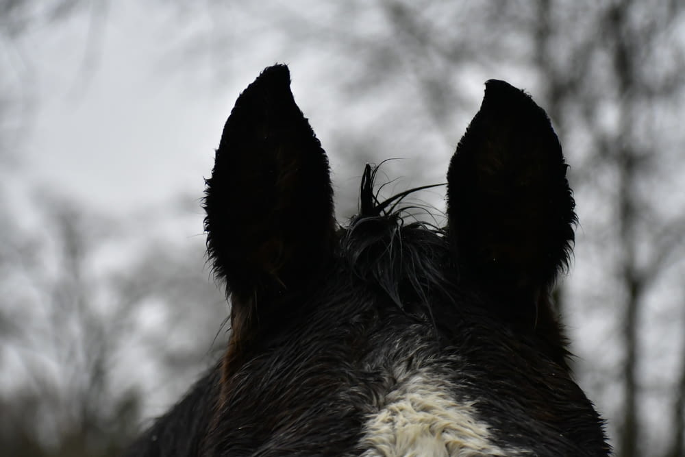 a close up of a black and white horse's face