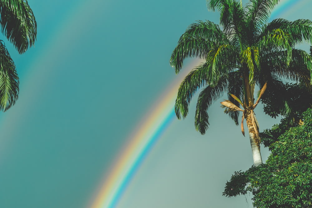 rainbow over palm trees