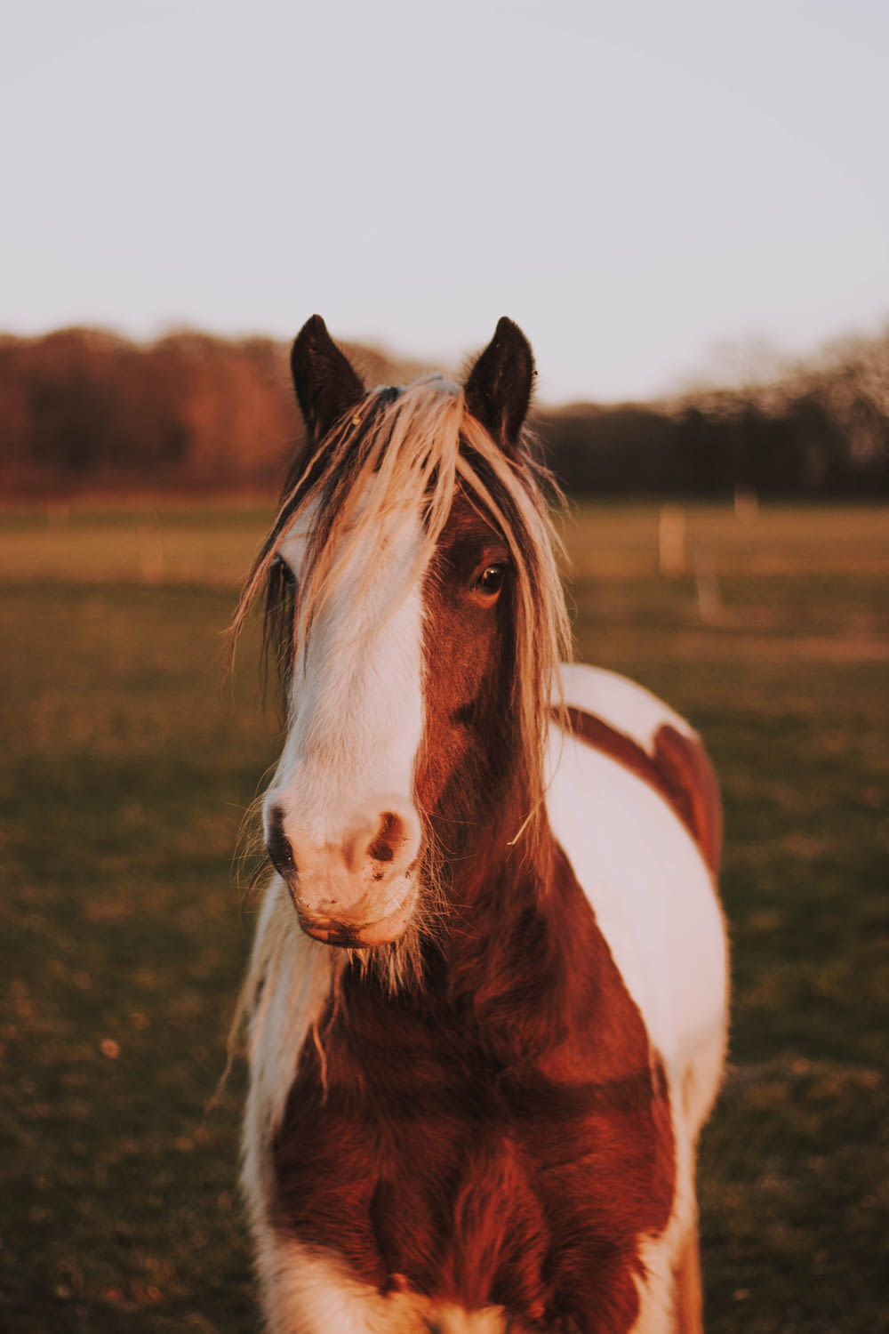 shallow focus photo of brown and white horse