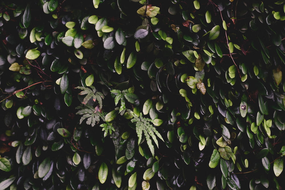 a wall covered in lots of green leaves