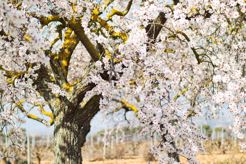 cerejeiras brancas em flor durante o dia