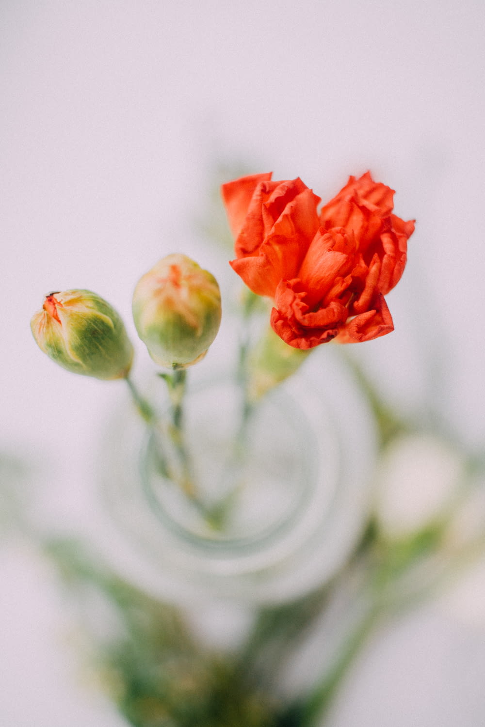 selective focus photography of red-petaled flower