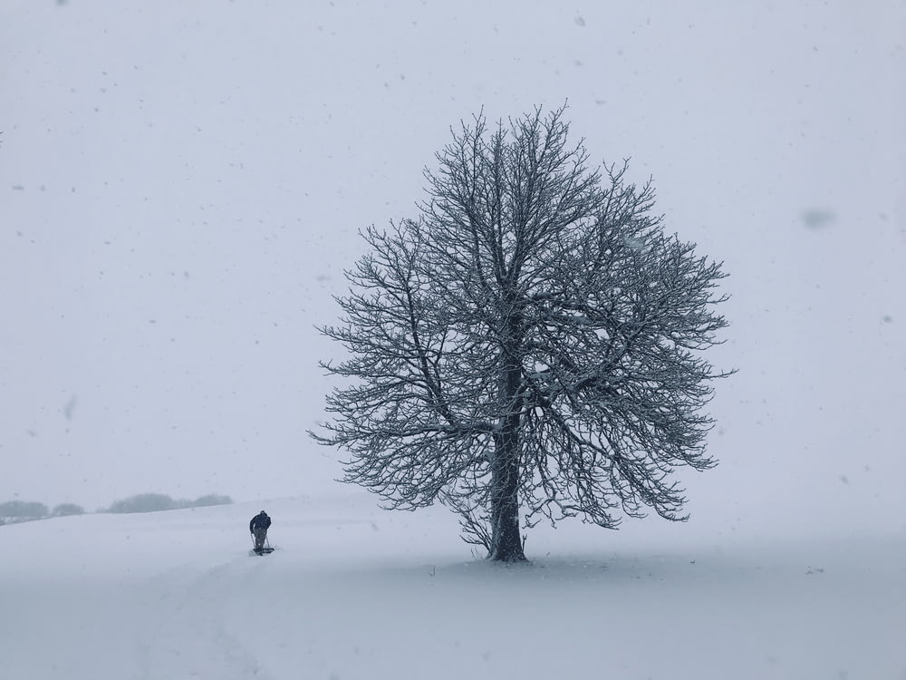 person standing beside tree during snow