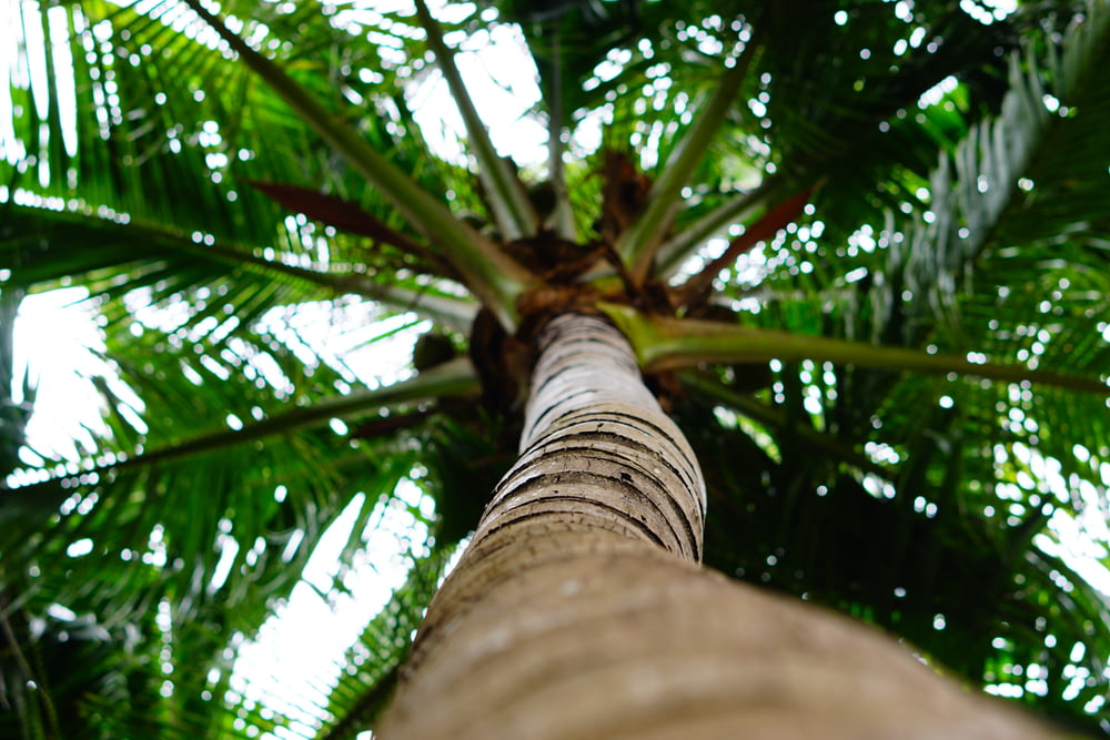 low angle photo of coconut tree