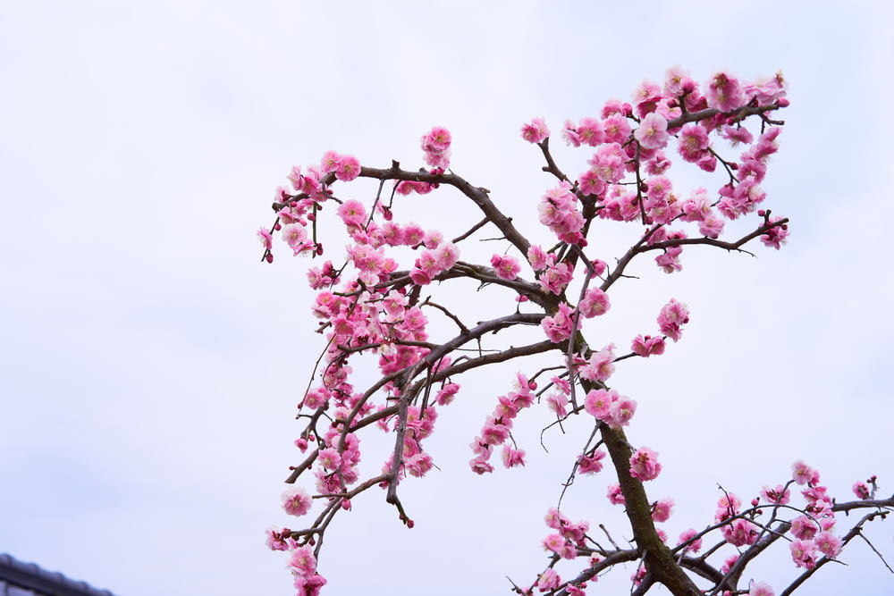 pink cherry blossom at daytime