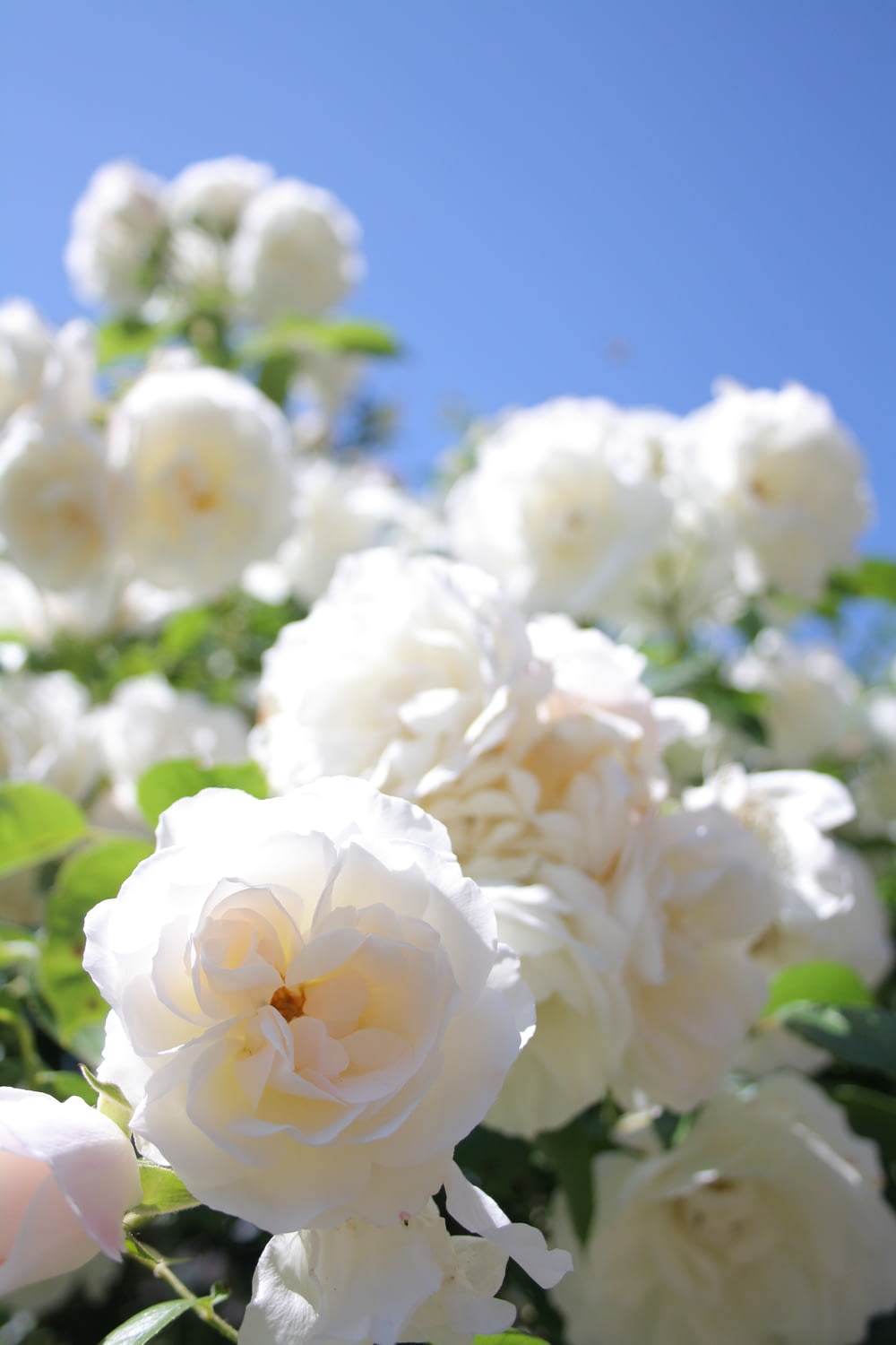 close-up photography of white rose flower
