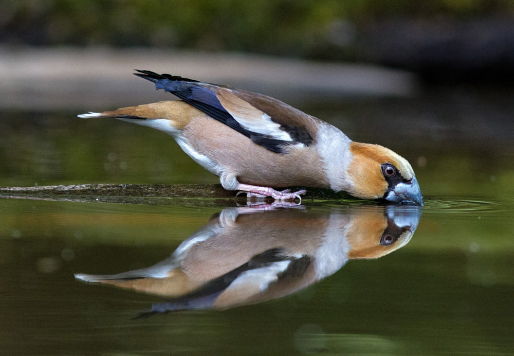 oiseau sur plan d’eau
