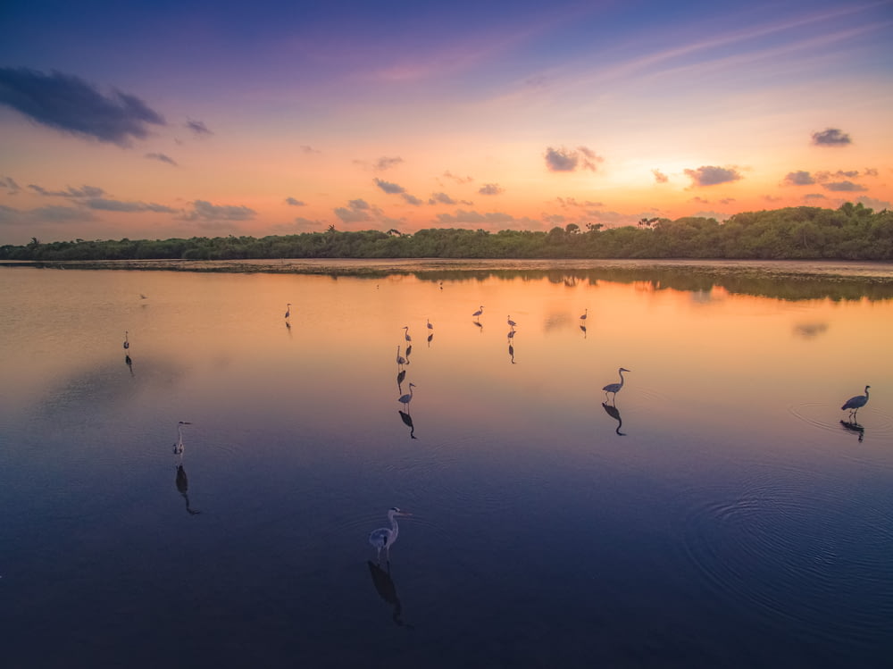 birds in water during golden hour