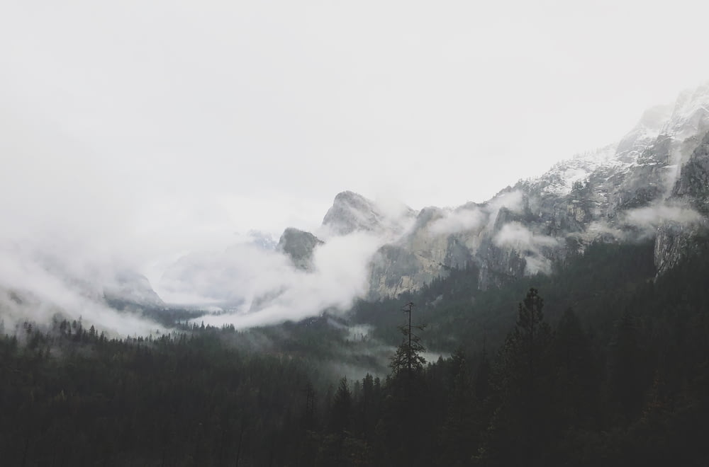 nebbie nella foresta vicino alle montagne