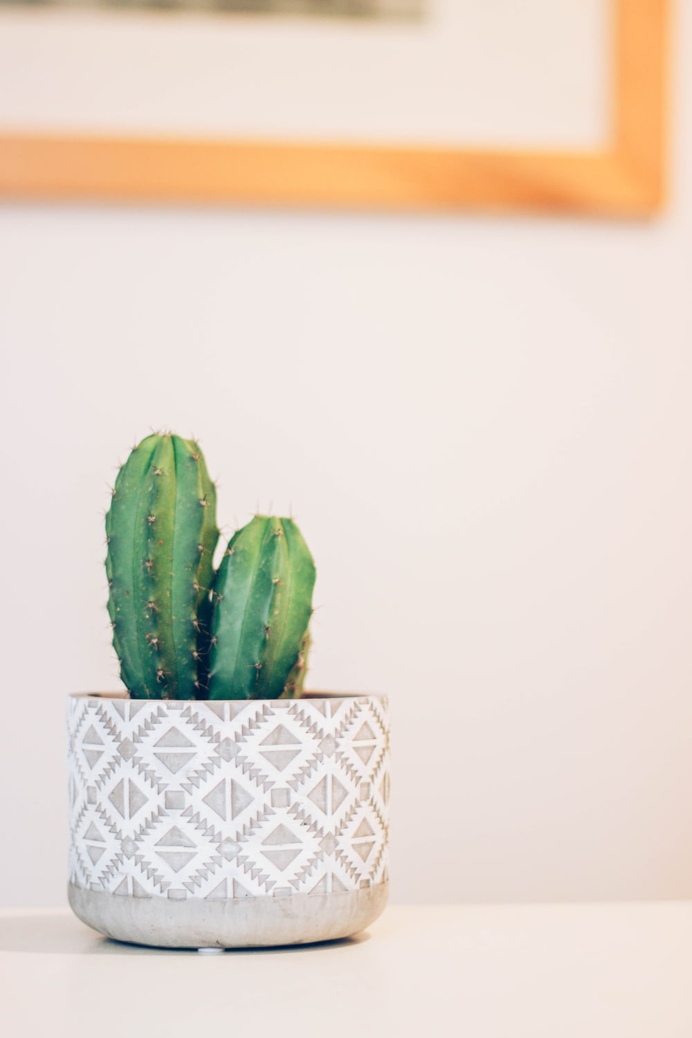Planta de cactus verde sobre panel blanco