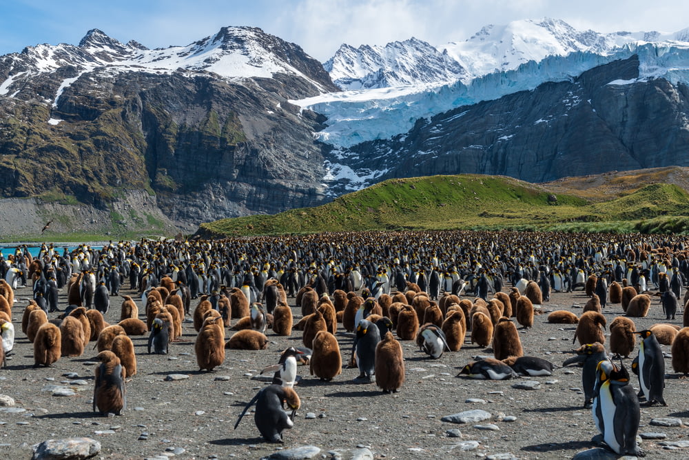 flock of penguins across white mountain