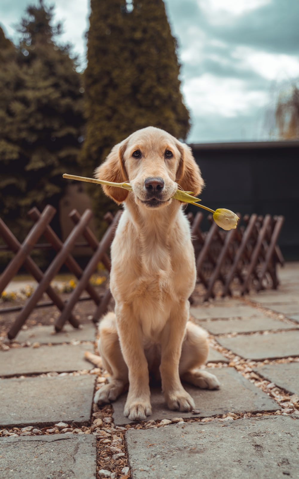 gelber Labrador Retriever beißt gelbe Tulpenblüte