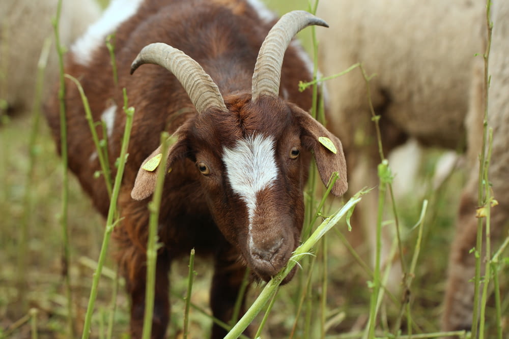 a close up of a goat in a field of grass