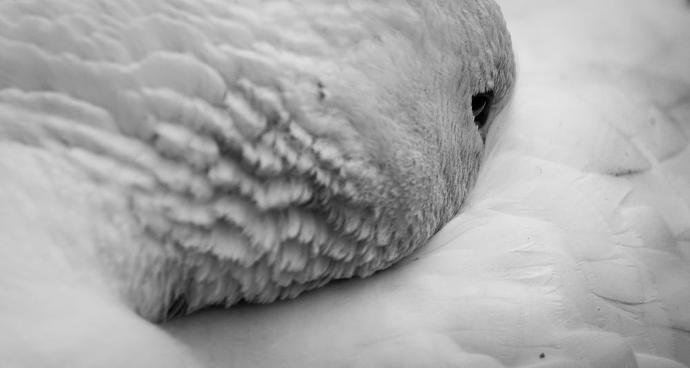 a close up of a white swan's head