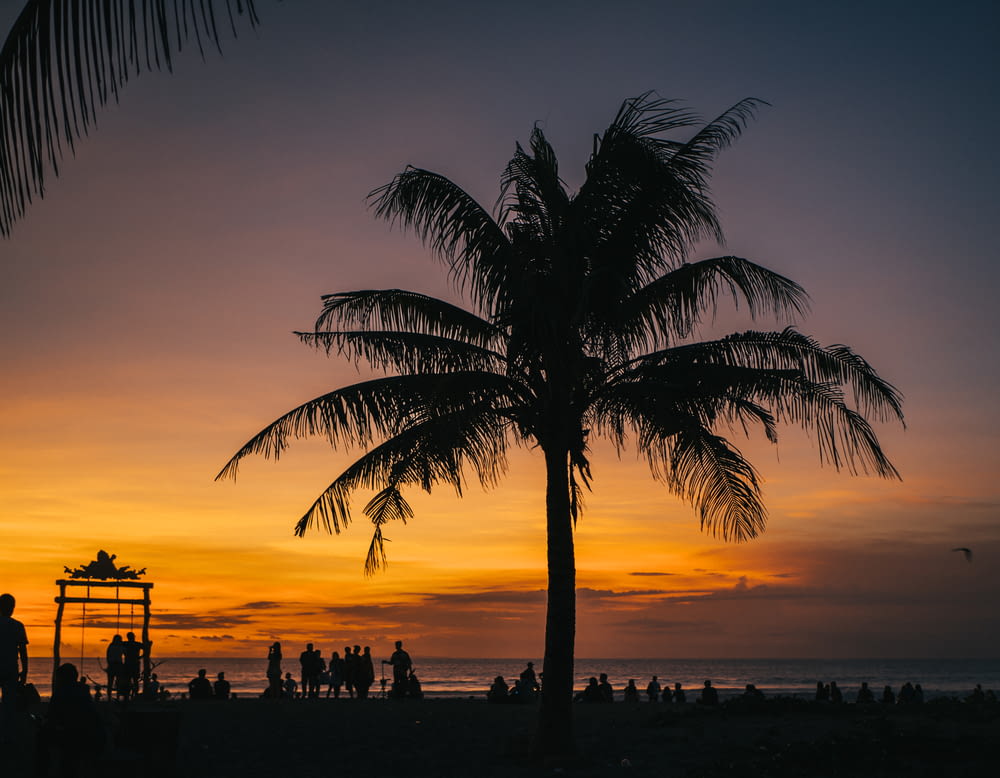 silhouette of palm tree and people on beach