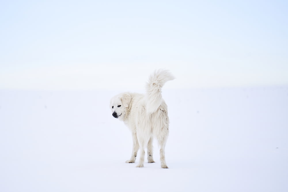 standing long-fur white dog