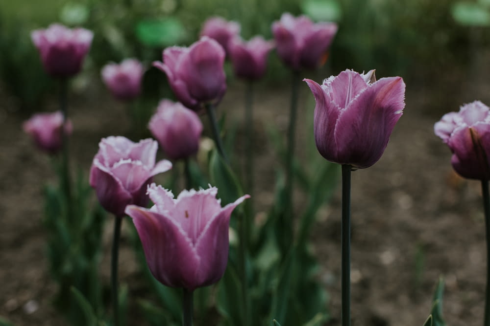 purple tulips blooming during daytime