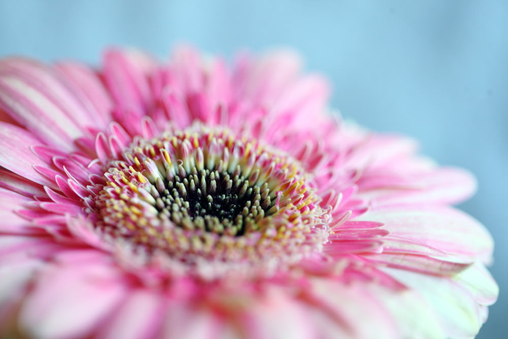 photo of pink flower