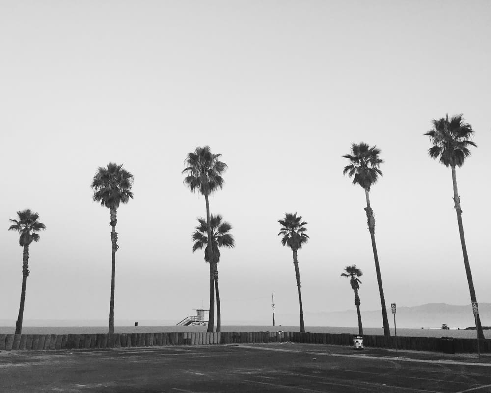 black and white photograph of palm trees in a parking lot