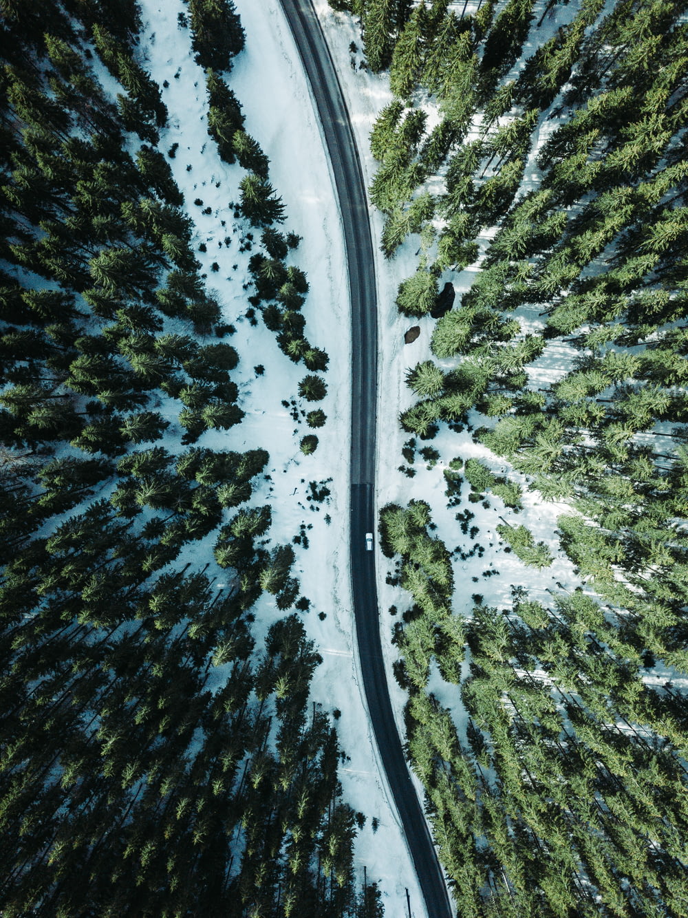 木々に囲まれた道路上の航空写真車両