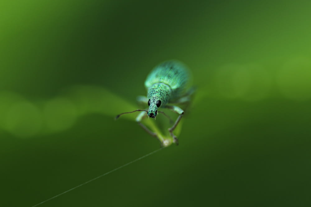 selective focus photography of green weevil