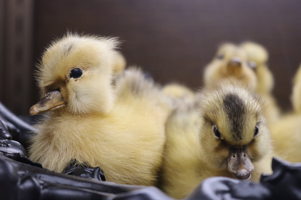 three yellow and black ducklings