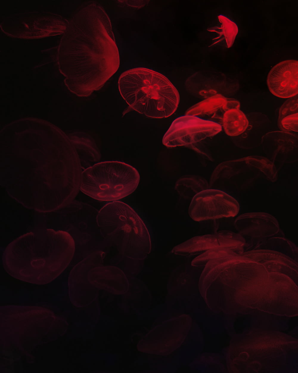 red jellyfish