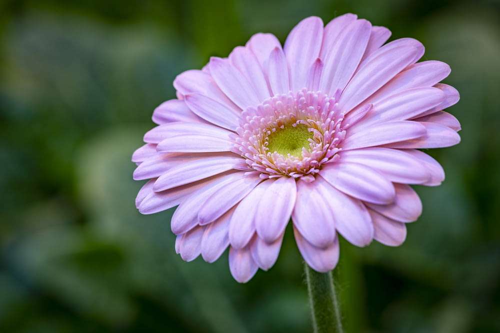 fotografia em close-up da flor de margarida barberton rosa