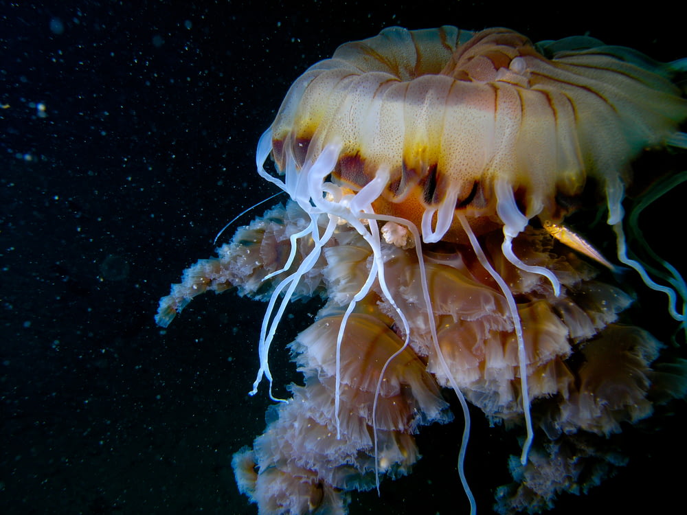 yellow jellyfish