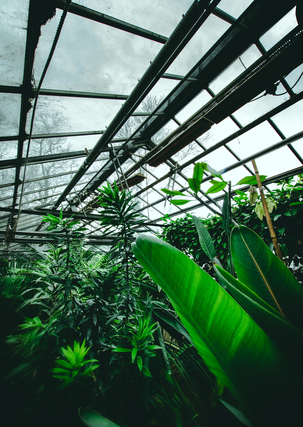 green leaf plant inside greenhouse