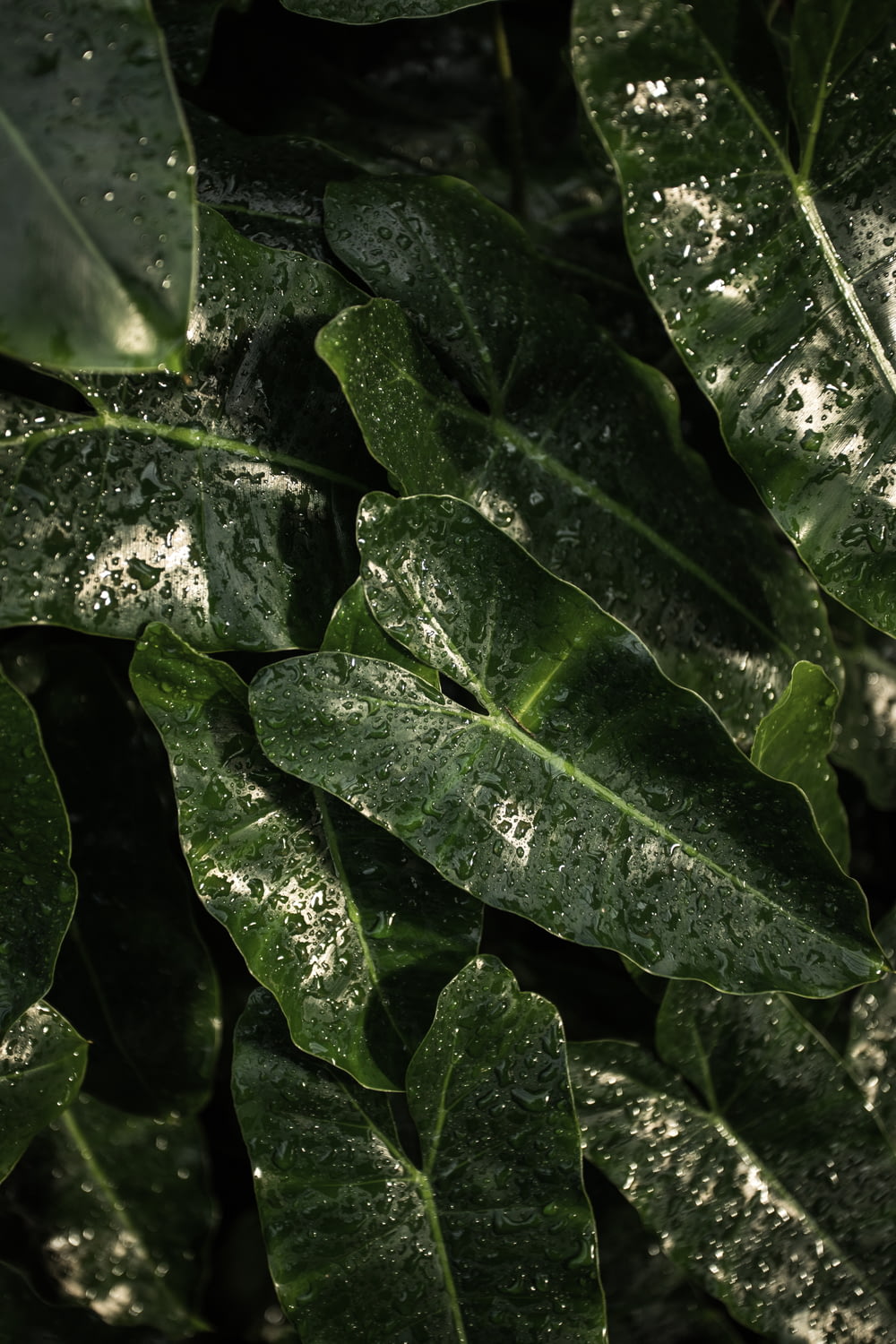 green cordate leaf plant