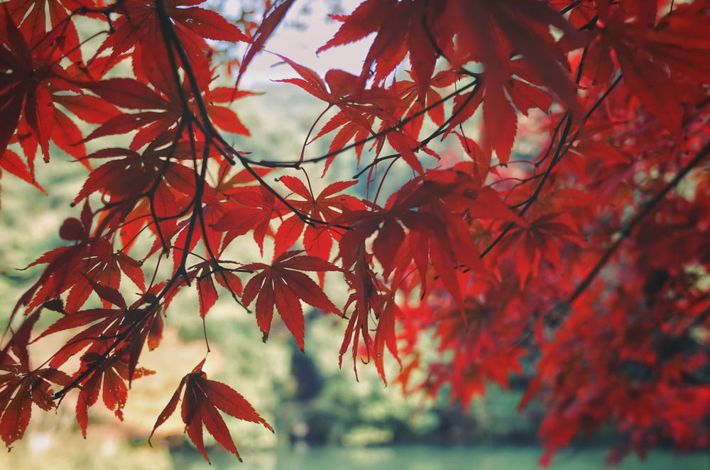 selective focus photo of red-leafed tree