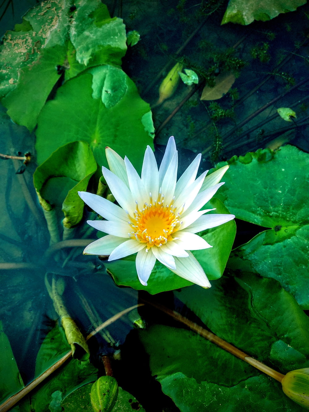 white lotus on lily pod