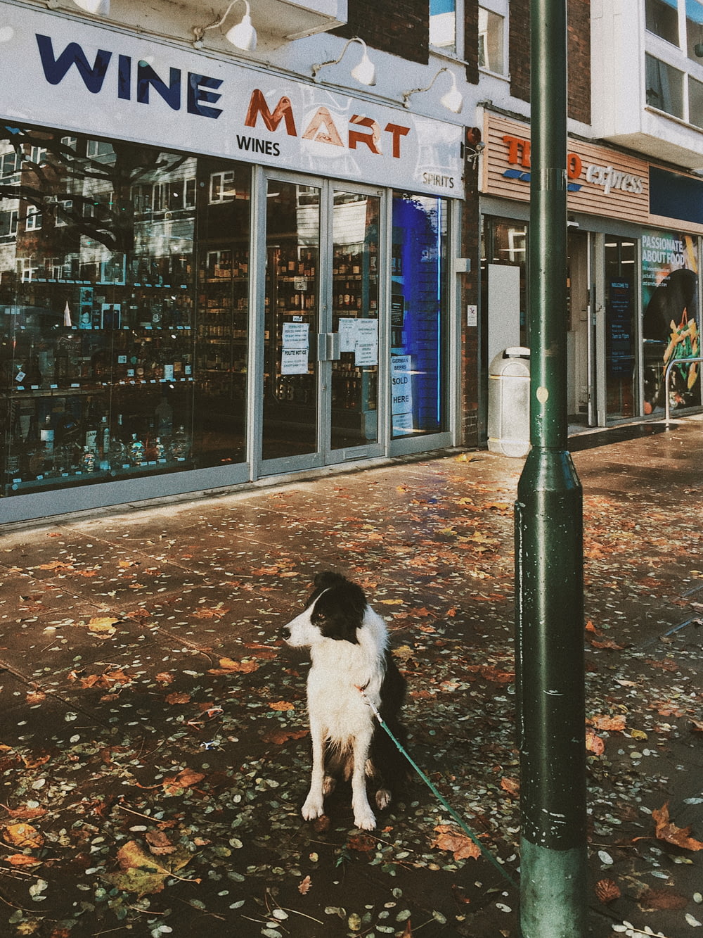 white and black dog near Wine Mart