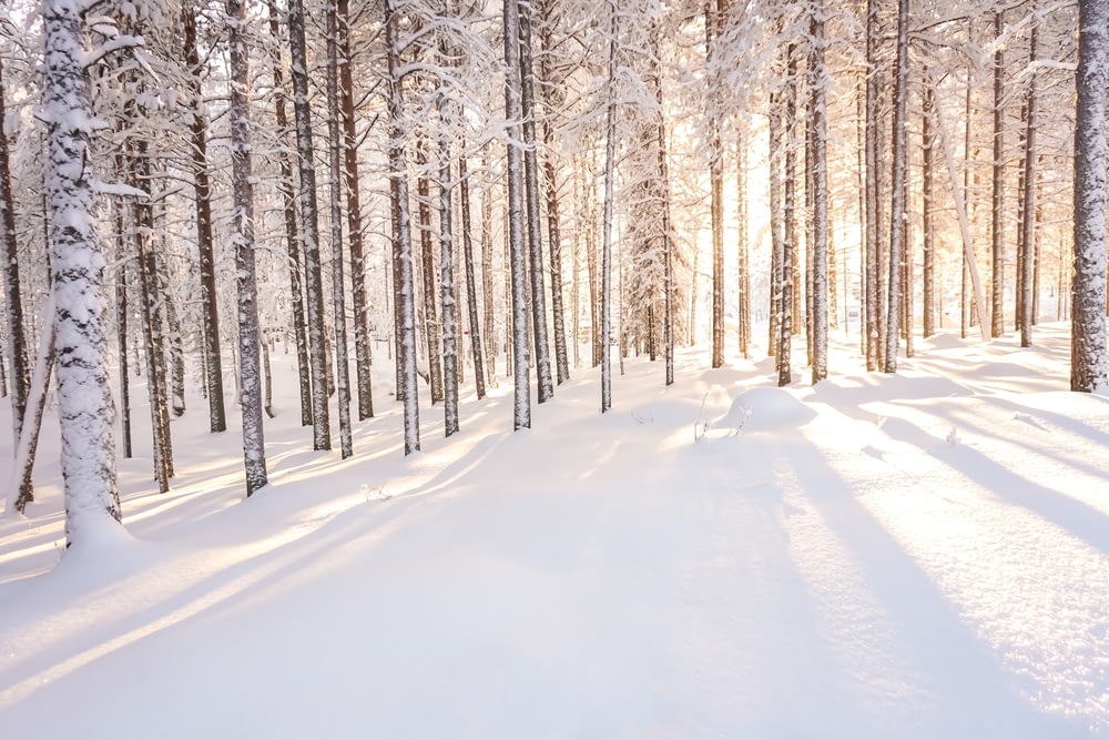 árvores marrons cercadas por neve