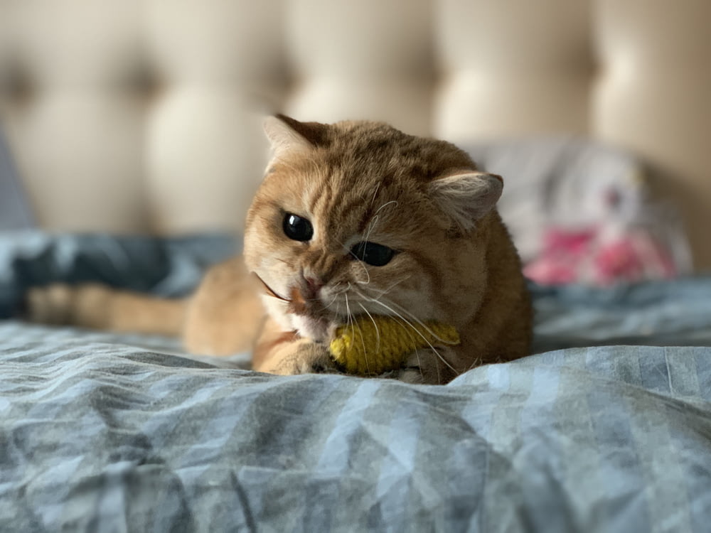 침대 위에 주황색 짧은 털 고양이