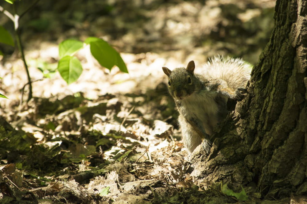 gray squirrel by tree trunk on groud