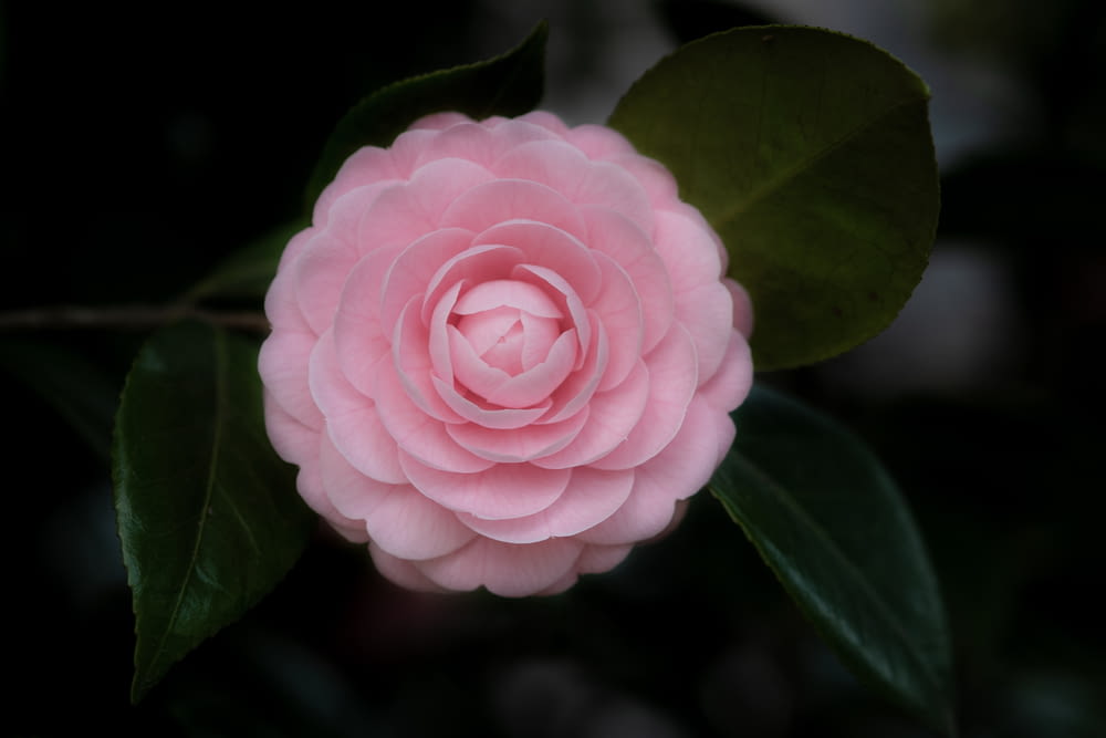 selective focus photography of pink Camellia flower in bloom