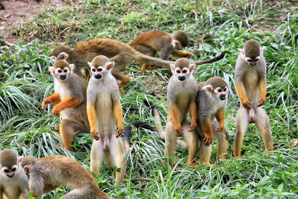 Gruppo di primati
